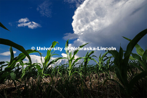 A line of thunderstorms builds up behind new corn awaiting the rain. June 2, 2023. 