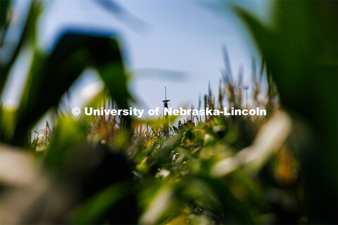 James Schnable’s group is testing Phenobot, a robot that measures leaf angle on corn to see how we