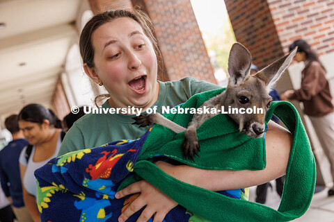 Kenzie Sunday, freshman anthropology major, holds Sydney the Kangaroo during the Wildlife Encounters