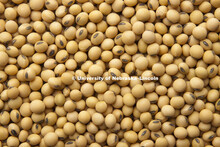 Soybeans photographed in studio. 