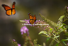 Flowers at Master Garden on East Campus and butterflies near entomology building. September 15, 2016