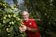 Hops are being grown on east campus. Stacy Adams is part of the Nebraska Hops Team. July 31, 2017. 