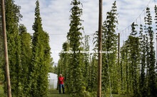 Hops are being grown on east campus. Stacy Adams is part of the Nebraska Hops Team. July 31, 2017. 