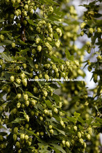 Hops are being grown on east campus. July 31, 2017. 