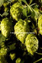 Hops are being grown on east campus. July 31, 2017. 