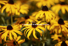 Black-eyed Susan flowers on UNL City Campus. August 3, 2017. 