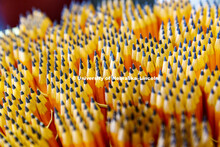 Pencils await new students at orientation. August 11, 2107. 