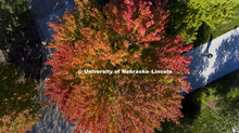 Fall colors on city campus. October 17, 2017. 