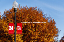 Lincoln trees display their fall colors on UNL's City Campus. November 15, 2017. 