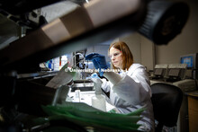 Kirsten Reynolds, Research Lab Manager at the Veterinary Diagnostic Center, prepares a tumor sample 
