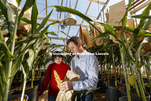 David Holding, Associate Professor of Agronomy and Horticulture, and post doc Axia Li examine sorghu