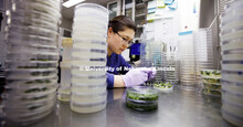 Lili Hou, Post-Doc Research Associate in the Center for Plant Science Innovation, uses a forceps and