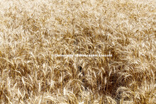 Wheat Harvest in Perkins County Nebraska. July 10, 2018. 