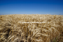 Wheat Harvest in Perkins County Nebraska. July 10, 2018. 