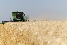 Wheat Harvest in Perkins County Nebraska. July 10, 2018. 
