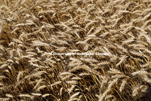 Wheat plots of varieties being tested at the Pearl C. Pouge Peterson Stumpf Education Center. Grant 