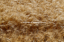 Wheat plots of varieties being tested at the Pearl C. Pogue Peterson Stumpf Education Center. Grant,