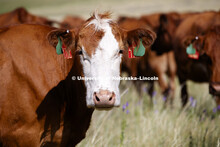 Cattle and the sand hills near Gudmundsen Ranch, Whitman, Nebraska. July 11, 2018. 