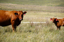 Cattle and the sand hills near Gudmundsen Ranch, Whitman, Nebraska. July 11, 2018. 