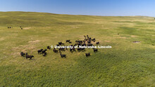 Cattle and the sand hills near Gudmundsen Ranch, Whitman, Nebraska. July 11, 2018. 