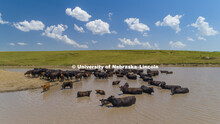 Cattle take a dip in a pond south of Gothenburg, Nebraska. July 12, 2018. 