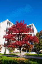Fall on City Campus. October 29, 2018. 