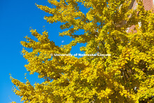 Fall on City Campus. October 29, 2018. 