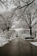 The sidewalks are clear, but the tree branches are covered in snow between the Sheldon Art Gallery a