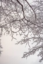 Snow covered tree branches on City Campus. January 12, 2019. 