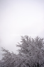 Snow covered trees. January 12, 2019. 