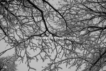 Snow covered branches, City Campus. January 12, 2019. 