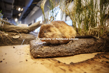 Cherish Nebraska exhibit at Morrill Hall's newly remodeled fourth floor. January 23, 2019. 