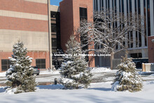 Snow covered pine trees on city campus, January 23, 2019. 