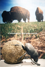 Cherish Nebraska opens to the public on Saturday, February 16 in the University of Nebraska State Mu
