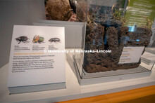 Cherish Nebraska opens to the public on Saturday, February 16 in the University of Nebraska State Mu