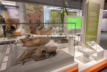 Cherish Nebraska opens to the public on Saturday, February 16 in the University of Nebraska State Mu