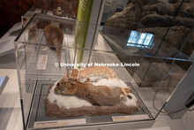 Cherish Nebraska opens to the public on Saturday, February 16 in the University of Nebraska State Mu