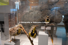 Cherish Nebraska opens to the public on Saturday, February 16 in the University of Nebraska State Mu