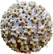 Rendering of HPV virus.  Credit to World of Viruses project, University of Nebraska-Lincoln and Univ