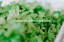 The Sheldon Museum of Art presents - First Friday in Four Courses: Soup and Salad. The Sheldon is se