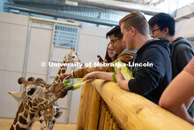 Theme Park Design Group students interact with the Lincoln Children's Zoo giraffes, Allie, Phoebe an