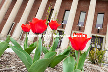 Spring flowers (tulips) make their appearance beside the Coliseum on City Campus. April 10, 2019. 