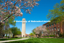 The trees are in full bloom around the Mueller Bell Tower as spring makes its appearance on UNL’s 