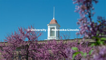 Spring flowers and trees frame the Love Library Cupola with purple blossoms. April 24, 2019. 