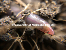 Rick Koelsch, professor in the Department of Biological Systems Engineering at the University of Neb