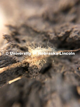 Rick Koelsch, professor in the Department of Biological Systems Engineering at the University of Neb