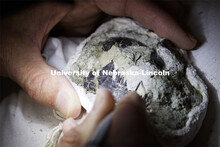 Rob Skolnick works to remove rock from around a lemur fossil in Morrill Hall's Visual Lab on the mus