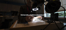 Rob Skolnick works to remove rock from around a lemur fossil in Morrill Hall's Visual Lab on the mus