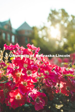 Exterior shot of Architecture Hall from the south side with flowers in the foreground. June 7, 2019.