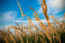 Reed canary grass at the Eastern Nebraska Research and Extension Center, Ithaca, Nebraska. July 2, 2